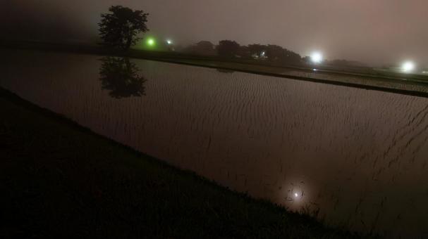 霧の田んぼのささやき 霧,稲,田んぼの写真素材