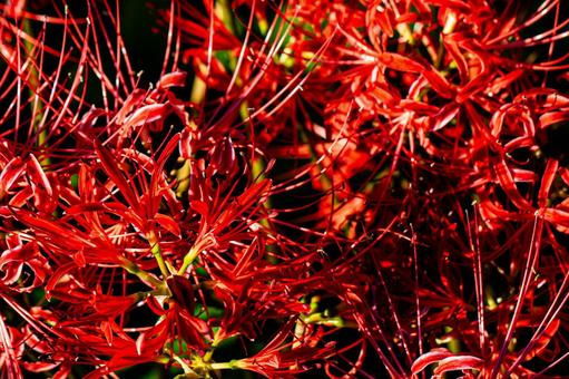 Cluster amaryllis in full bloom, JPG