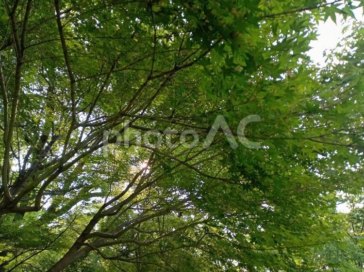 木漏れ日 木漏れ日,木,太陽の写真素材