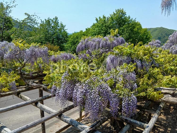 藤　藤棚　北海道　遠軽町　丸瀬布　藤園 藤,藤棚,藤園の写真素材