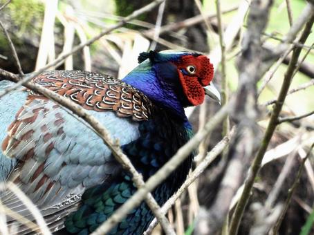 Pheasant in the bush, JPG