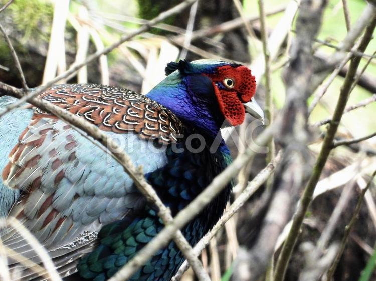 薮の中のキジ 鳥,野鳥,キジの写真素材