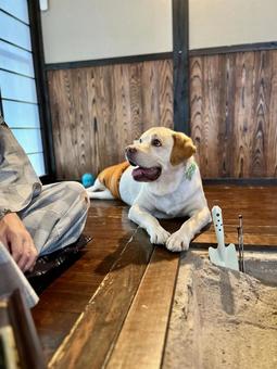囲炉裏端の麦ちゃん 囲炉裏端の麦ちゃん 犬,ラブラドール,囲炉裏の写真素材