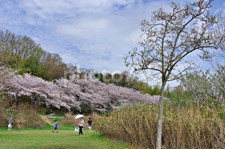 桜咲く公園風景 サクラ,桜,花の写真素材