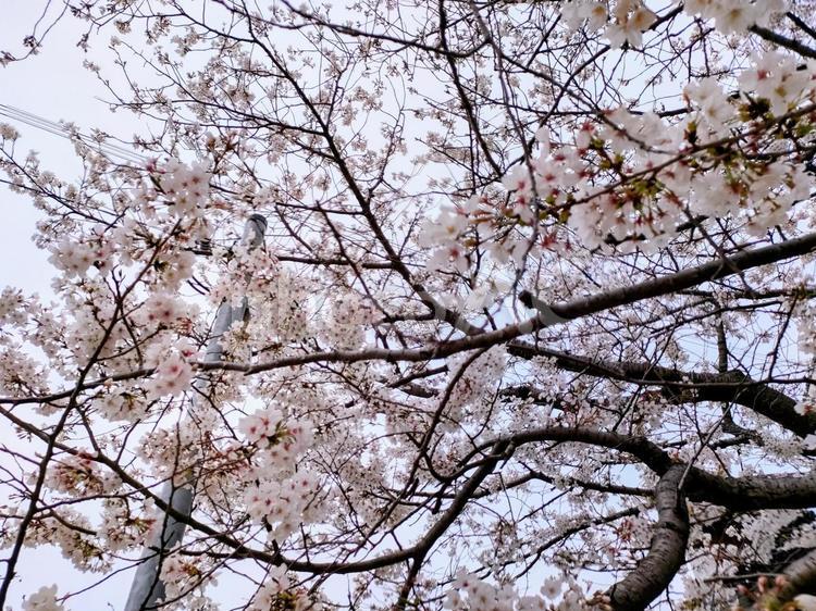 桜を見上げる 桜,桜の木,春の写真素材