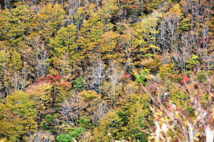 磐梯吾妻スカイラインの紅葉～国見台付近～ 紅葉,黄葉,秋の写真素材
