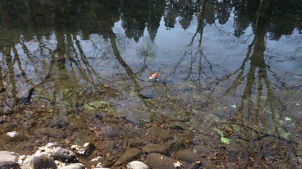 木々が映る池と泳ぐ錦鯉 池,錦鯉,樹の写真素材