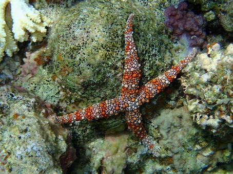 アライボヒトデ アライボヒトデ 海,魚,沖縄の写真素材