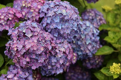 紫の紫陽花の写真