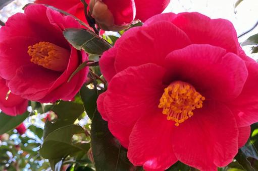 赤い椿 椿,ツバキ,カメリアの写真素材