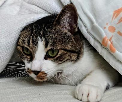 ねこ ねこの写真
