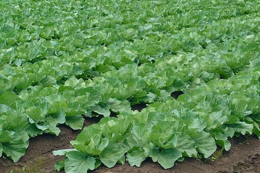 キャベツ畑のイメージ素材 キャベツ,野菜畑,キャベツ畑の写真素材