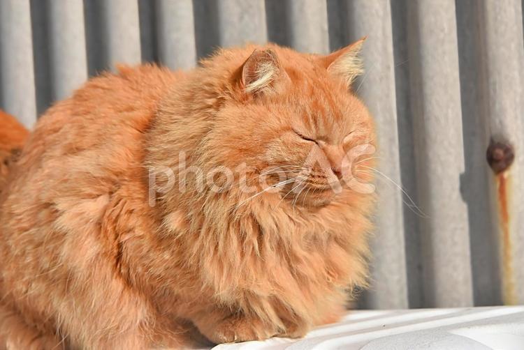 相島のふさふさ猫ちゃん ねこ,ネコ,猫の写真素材
