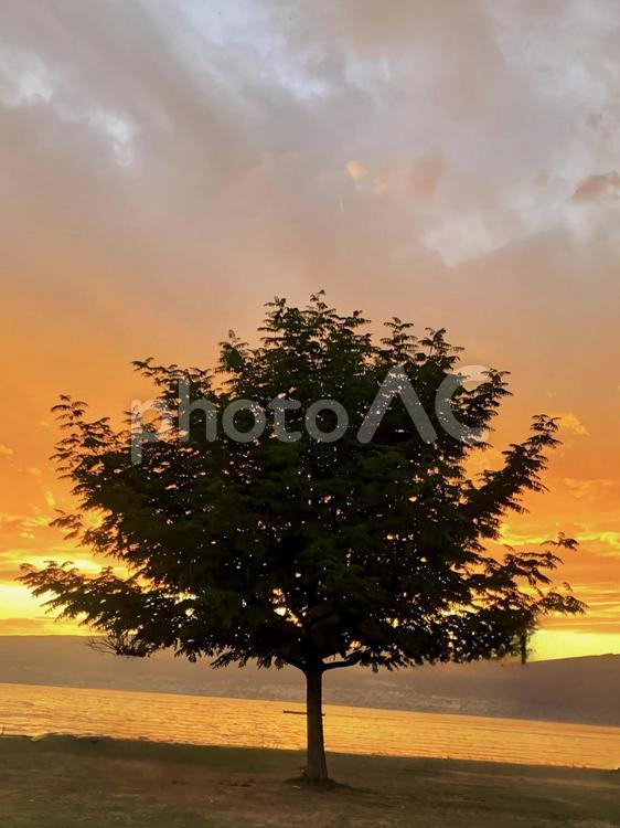 木のシルエットと夕焼け空 木,シルエット,夕焼けの写真素材