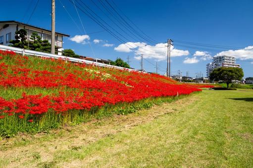 河原の公園⑹ 河原の公園⑹ 公園,河原,ヒガンバナの写真素材