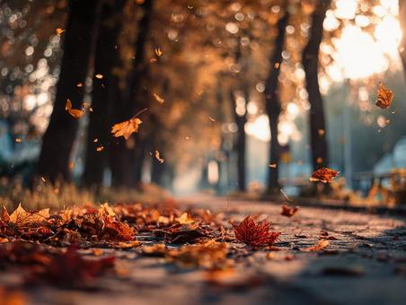 温かい光が差し込む紅葉の道 温かい光が差し込む紅葉の道の写真