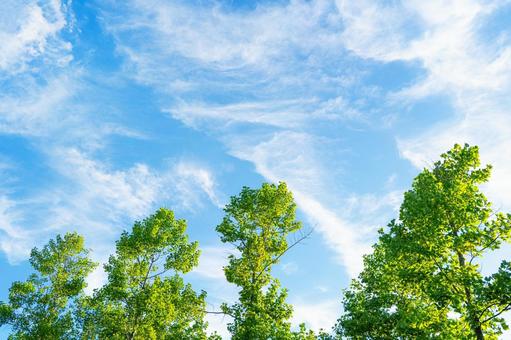 緑と青空 緑と青空 緑,夏,青空の写真素材