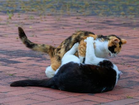 仲良くじゃれ合う野良猫です。 仲良くじゃれ合う野良猫です。の写真