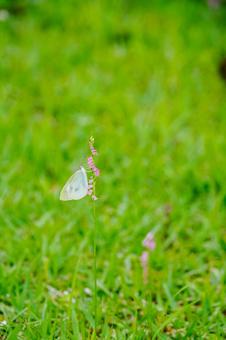 Spiranthes crenata and cabbage white butterfly (1), JPG Spiranthes crenata and cabbage white butterfly (1), JPG