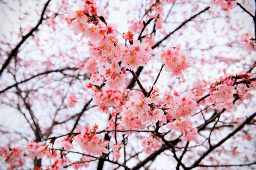 Photo, cherry blossoms, spring, flower, 