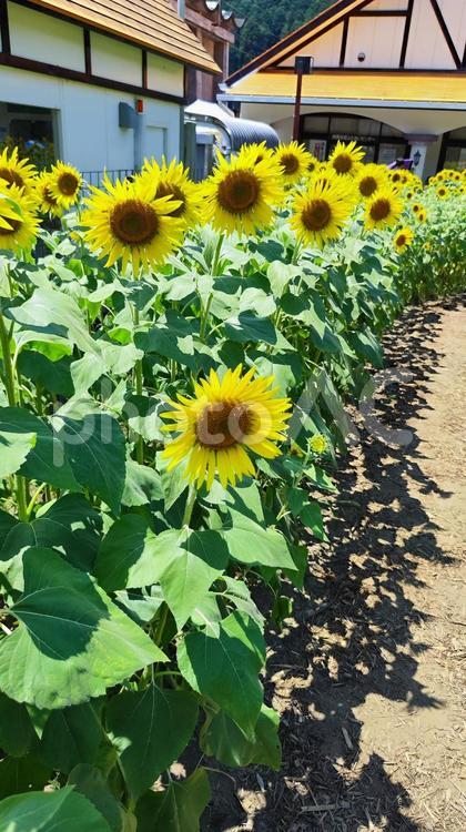 夏を抱きしめる花畑 ひまわり,洲原ひまわりの里,黄金色の花畑の写真素材
