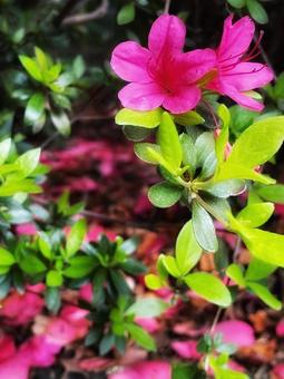 鮮やかで強い濃いピンクのツツジ 鮮やかで強い濃いピンクのツツジ つつじ,ピンク,見頃の写真素材