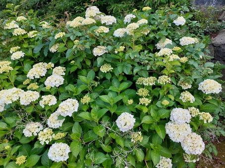 あじさい あじさい あじさい,紫陽花,アジサイの写真素材