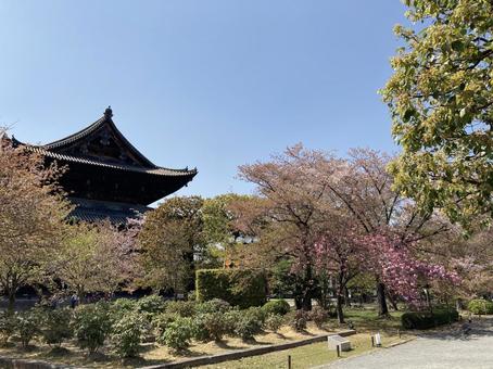 2022年4月東寺(京都)の風景 2022年4月東寺(京都)の風景 京都,東寺,桜の写真素材