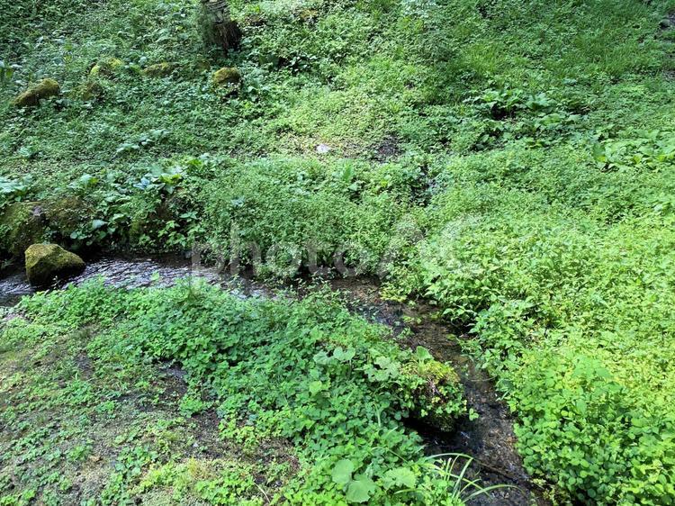 緩やかにカーブを描く小川 小川,緑,雑草の写真素材