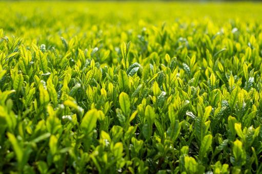 新茶のアップ 新茶のアップの写真