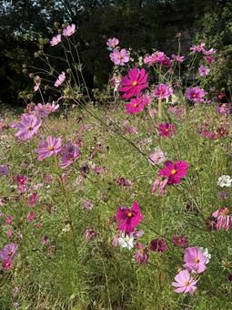 コスモスの花の写真