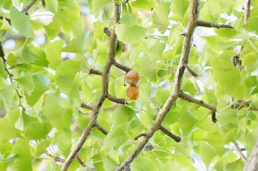 イチョウ イチョウ,葉,黄葉の写真素材