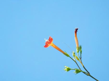【花の写真】 マルバルコウソウ 【花の写真】 マルバルコウソウの写真