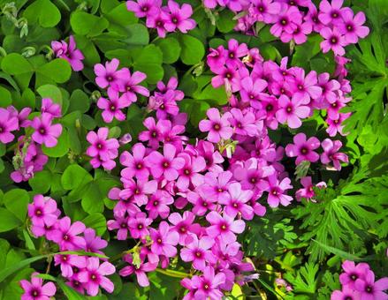 ピンクの花 ピンクの花 花,植物,緑の写真素材