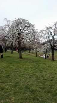 桜 桜の写真