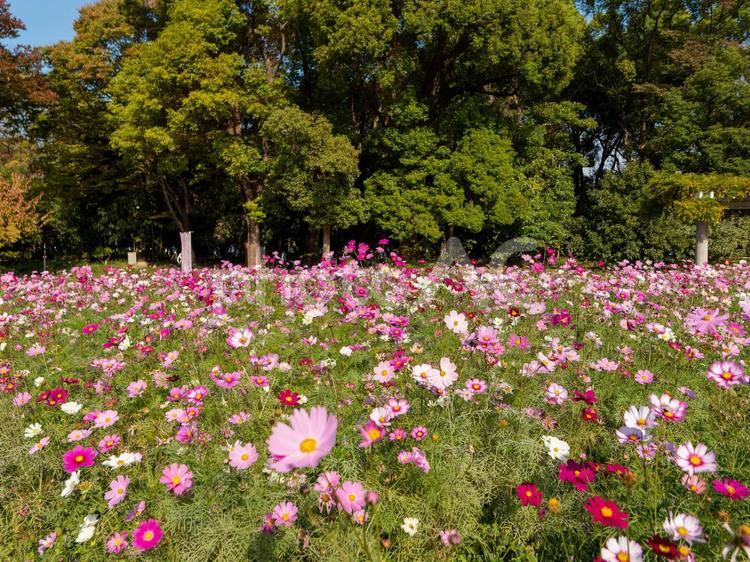 長居植物園の秋桜畑 コスモス,秋桜,コスモスの花の写真素材