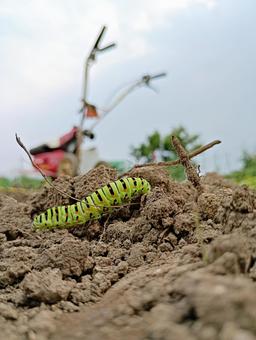 Caterpillar on the move, JPG