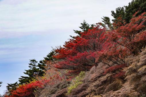 雲仙の紅葉　妙見岳 紅葉,色づき,自然の写真素材