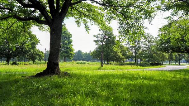 夏の水元公園・緑の散歩道(東京都葛飾区) 夏の水元公園・緑の散歩道(東京都葛飾区) 夏,水元公園,葛飾区の写真素材