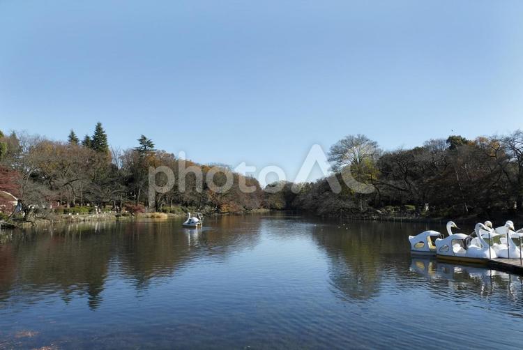 冬の井之頭公園 井之頭公園,晴,コントラストの写真素材