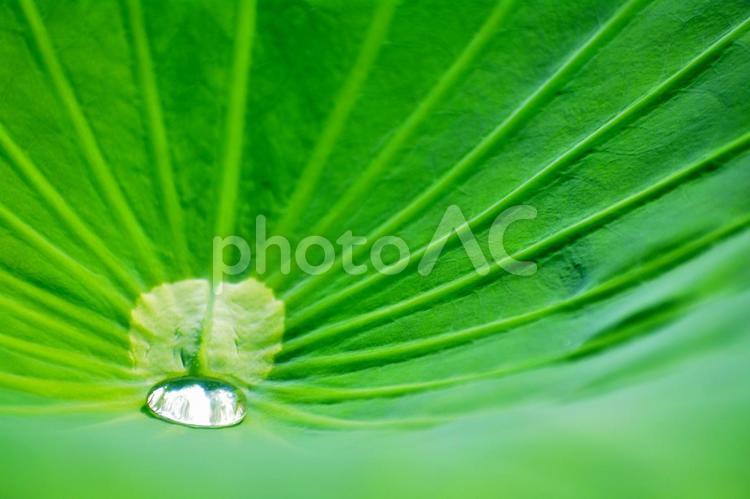 蓮の葉っぱの水滴 蓮の葉っぱ,葉っぱ,水滴の写真素材