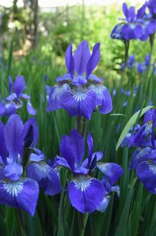 Spring flowers: Iris 3, JPG