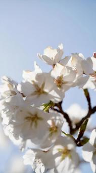 サクラ 小城公園,佐賀,佐賀県の写真素材
