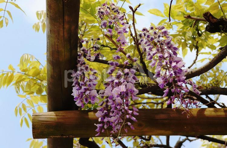 きれいに咲いた藤の花 藤の花,藤,フジの写真素材