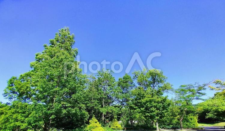 初夏の新緑の風景 初夏の風景,新緑,樹木の写真素材