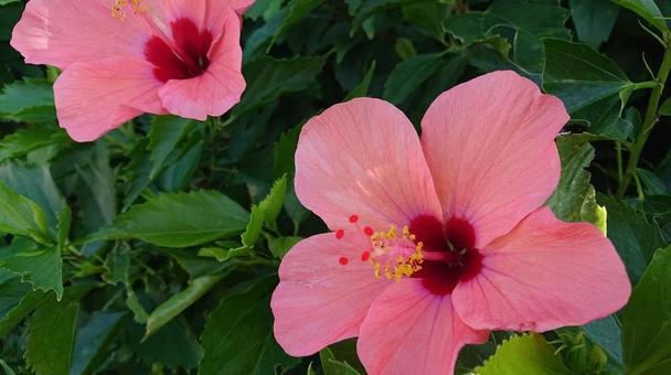 ハイビスカス ハイビスカス ハイビスカス,花,草の写真素材