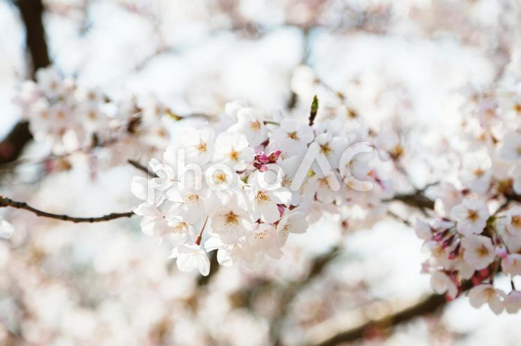 桜の花　枝 桜,花見,見上げの写真素材