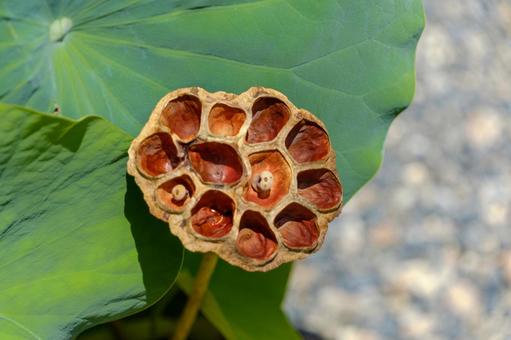 蓮の葉に残る枯れた花托 蓮の葉に残る枯れた花托 蓮,花托,種の写真素材