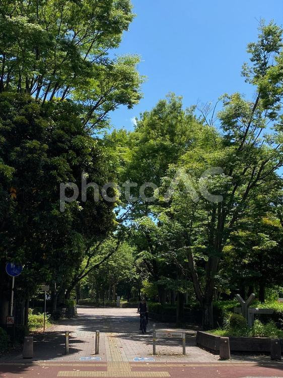 つくば駅前公園の遊歩道と樹木 つくば市,茨城県,木の写真素材