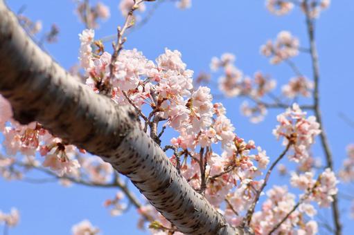 青空に映えるサクラの写真